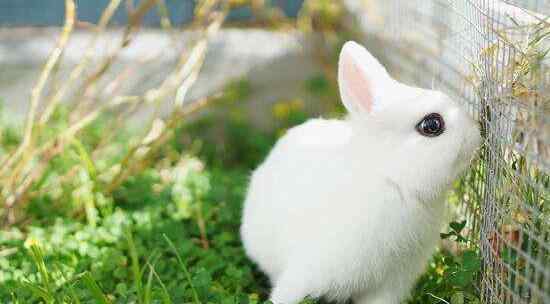 荷兰侏儒兔 世界上最小的兔子，荷兰侏儒兔
