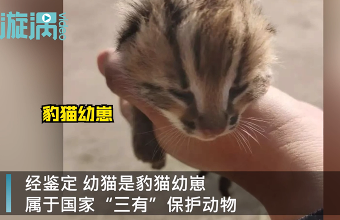 甘蔗地挖到猫？云南男子欲用豹猫入药被截获 网友：想咋入药？