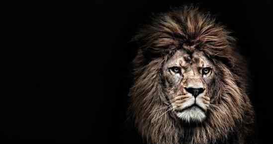 巴巴里狮 世界上最大的狮子，巴巴里狮子