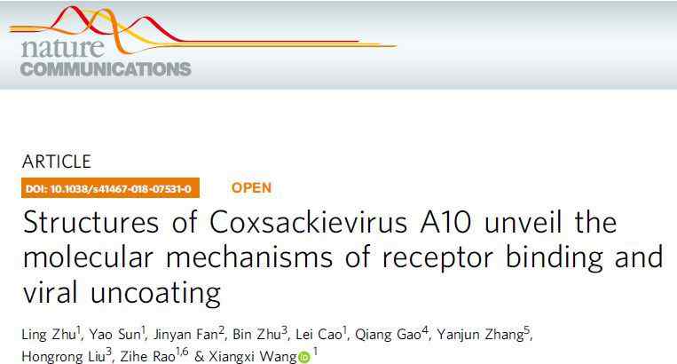 柯萨奇病毒 饶子和/王祥喜团队解析柯萨奇病毒A10结构并揭示其结合受体及脱衣壳的分子机制