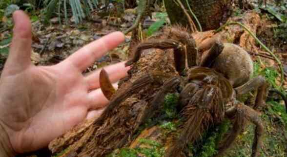 世界上最大的蜘蛛王 世界上最大的蜘蛛，巨蜘蛛和狗一样大