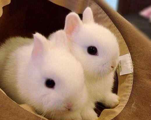 荷兰侏儒兔 世界上最小的兔子，荷兰侏儒兔