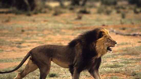 最大的狮子 世界上最大的狮子，巴巴里狮子