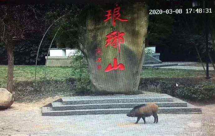 安徽滁州琅琊山 滁州琅琊山标志性石碑被野猪“占领” 提醒：勿擅自穿越小路上山