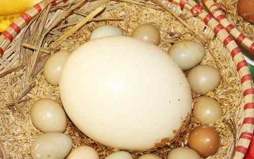 世界上最小的鸟蛋 最大与最小的鸟蛋 重3斤的鸵鸟蛋 0.8厘米大的蜂鸟蛋