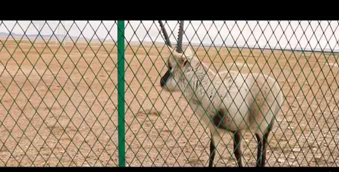 可可西里300多只藏羚羊重回自然 多亏这所“幼儿园” 网友感谢这些人