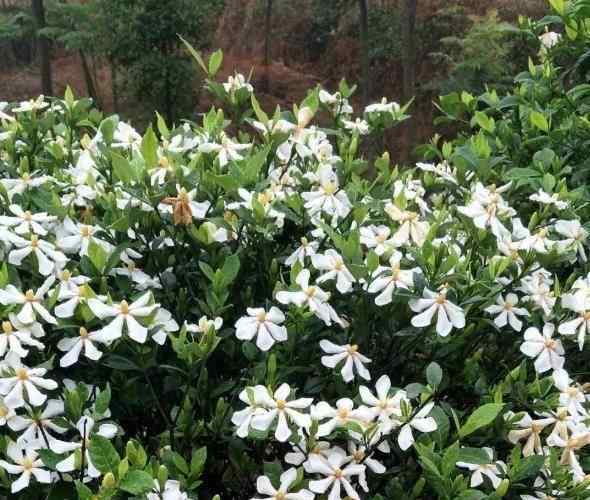 栀子花叶子发黑干枯 到了秋季，栀子花叶片却发黑发蔫该怎么办？从这3方面找元凶