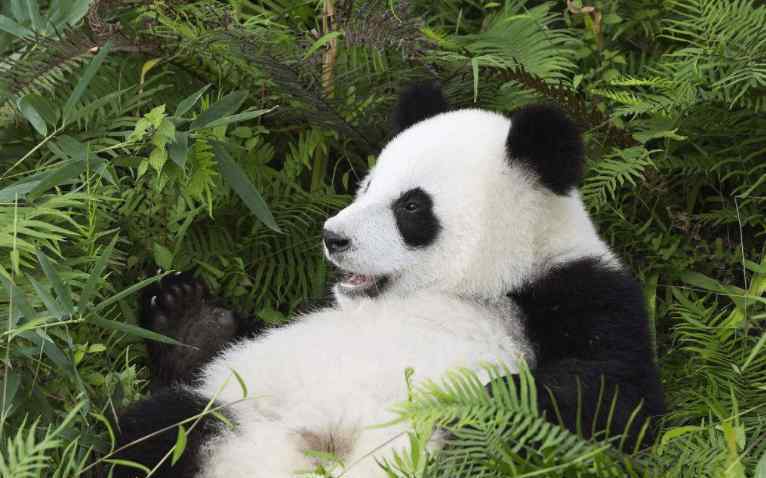 孔雀是保护动物吗 孔雀开屏向大熊猫显摆，大熊猫发怒：管你是几级保护动物先揍再说