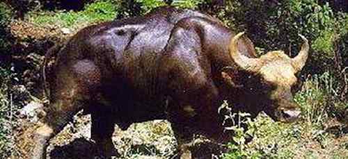 白肢野牛 世界上最强壮的野牛 体重大约825公斤的印度野牛