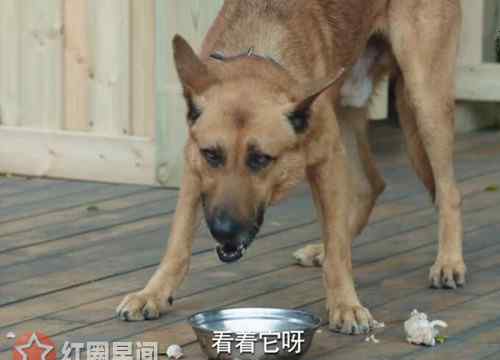 警犬是什么品种的狗 警犬来啦华哨是什么品种的狗 华哨最后成为合格的警犬了吗