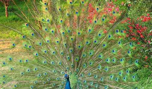 最美凤凰鸟图片 世界上最美的鸟 美艳动人的孔雀