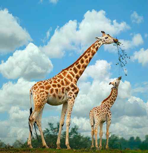 长颈鹿有多高 最高的动物 接近7米高的长颈鹿