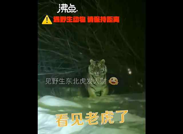 女子下班途中偶遇东北虎 雪地中漫步 神态悠闲 目前是什么情况？