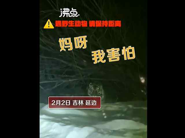 女子下班途中偶遇东北虎 雪地中漫步 神态悠闲 目前是什么情况？