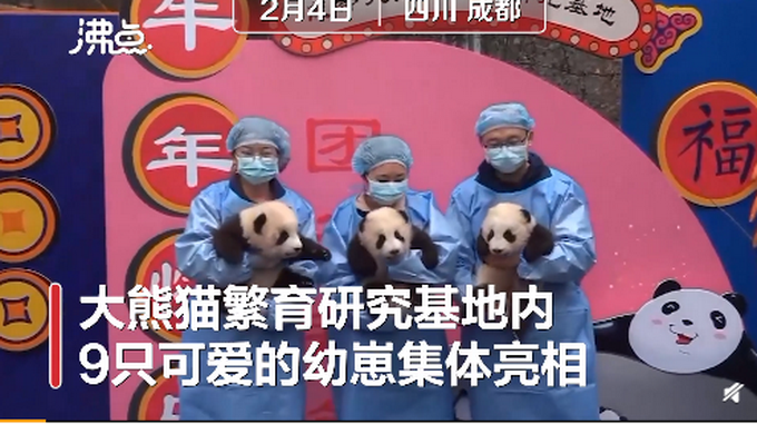可爱暴击！成都9只熊猫幼崽组成独特“汤圆” 齐齐亮相庆小年