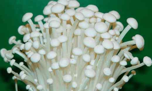 不用小苏打繁殖金针菇 教你在家种植金针菇，将废根埋到花盆里，一周就能收割上一次