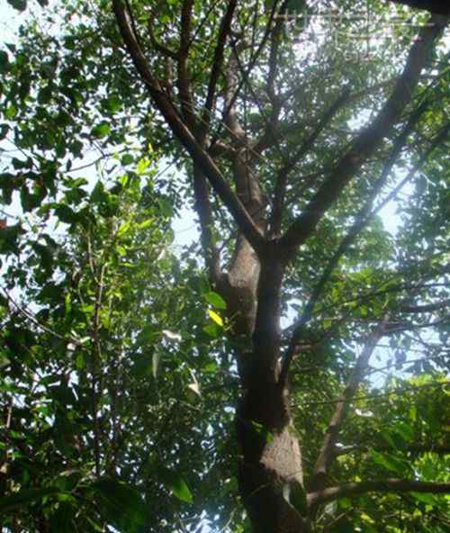 黄檀树图片 世界上最重的树 1立方米干重1100公斤的黑黄檀