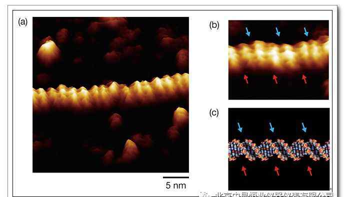 dna分子结构图 DNA双螺旋结构的原子力显微镜图像