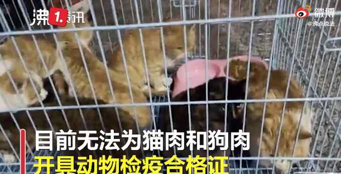 湖南永州市场卖现宰活猫 律师这样说 网友：我无法接受！