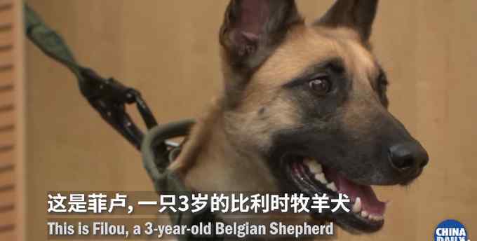 德国称两只嗅探犬能识别新冠患者 网友纷纷担心这件事