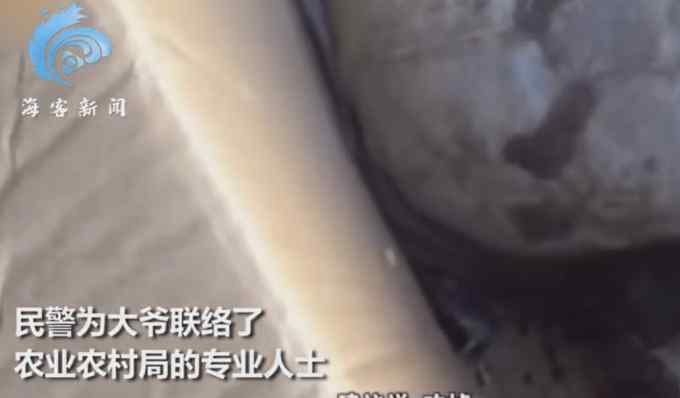 大爷捡到“百年老龟”欲上交 专家却建议吃掉？