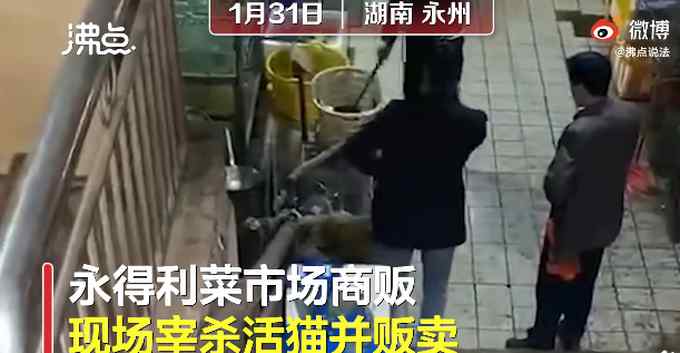湖南永州市场卖现宰活猫 律师这样说 网友：我无法接受！
