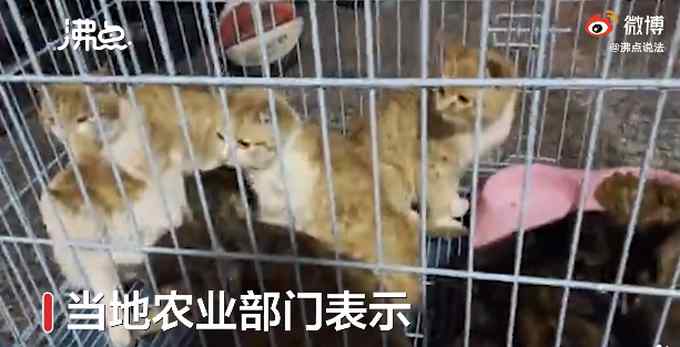 湖南永州市场卖现宰活猫 律师这样说 网友：我无法接受！