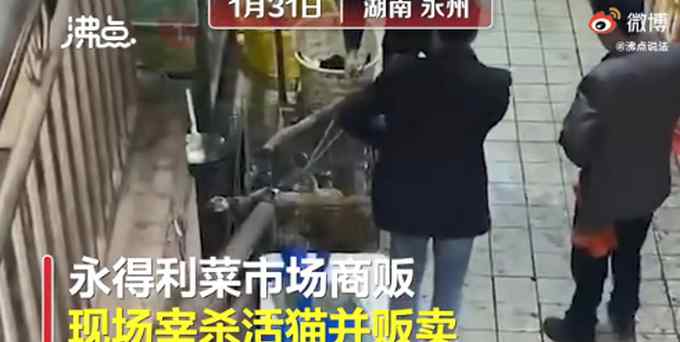 官方回应湖南永州市场卖现宰活猫：已经在整治 网友怒了！