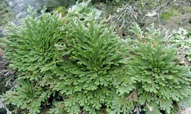 野外挖哪种植物当盆栽 野外有3种“植物”，遇水就活，非常好养，还能做盆景