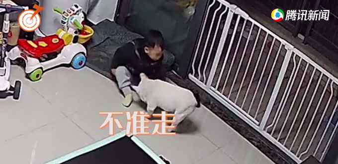 宝宝和法斗趁宝妈不在家开始“打架” 狗狗发现打不赢后作法亮了