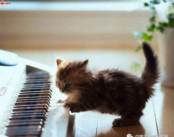 钢琴猫 【音乐趣图】超萌的钢琴小猫