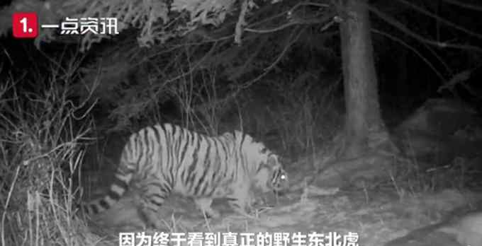 野生东北虎猎食飞扑咬住护院大狗 摄影师拍下惊险瞬间 网友：好凶！