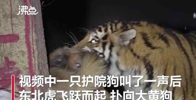 野生东北虎猎食飞扑咬住护院大狗 摄影师拍下惊险瞬间 网友：好凶！