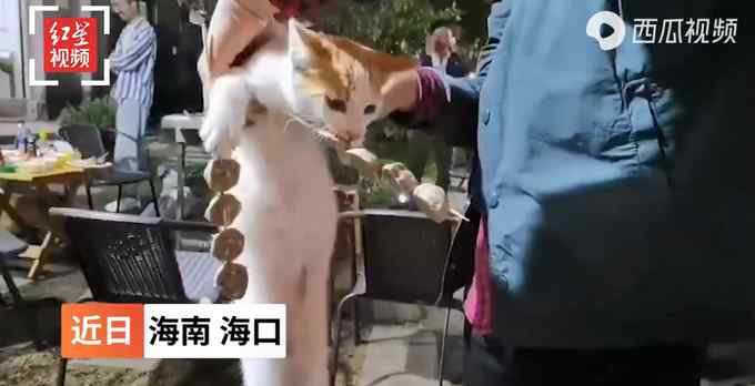 流浪猫偷吃客人烤串：嘴里叼“手”里拿 被抓现场曝光路人笑翻！