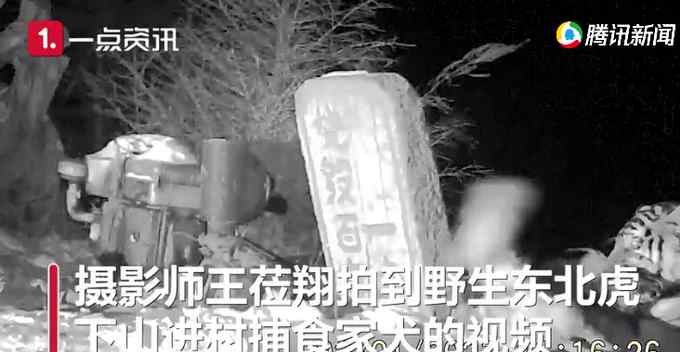 野生东北虎下山进村一跃而起咬住护院狗 可怕全程被拍下