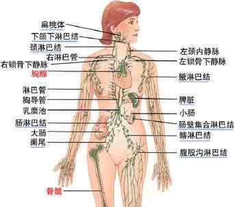 淋巴结肿大挂什么科 淋巴——你不知道的身体免疫系统