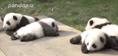 关于熊猫的资料 走进panda：大熊猫究竟看到什么东西的时候，才会站起来？