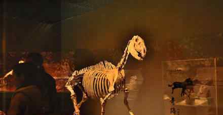 动物化石 和政古动物化石博物馆：这里曾是一片动物的天堂