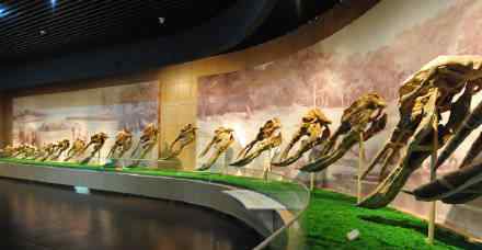 动物化石 和政古动物化石博物馆：这里曾是一片动物的天堂