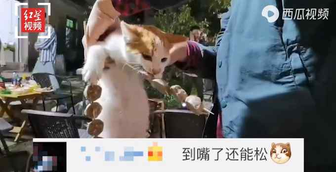 流浪猫偷吃客人烤串：嘴里叼“手”里拿 被抓现场曝光路人笑翻！