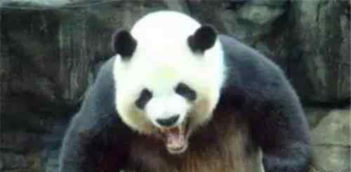 蚩尤被熊猫坑了 为何肉食动物不敢攻击大熊猫？先来看下熊猫的先祖叫啥