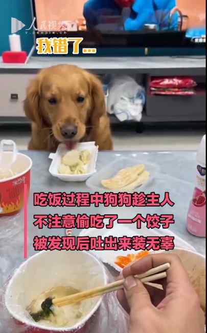 狗狗偷吃饺子 被发现后又吐出来 网友调侃：这下能吃一盘了
