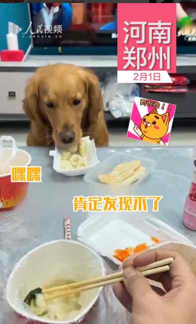 狗狗偷吃饺子 被发现后又吐出来 网友调侃：这下能吃一盘了