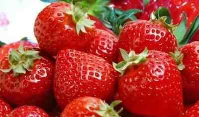 黑草莓 黑的、白的、粉的……崇明的草莓与众不同