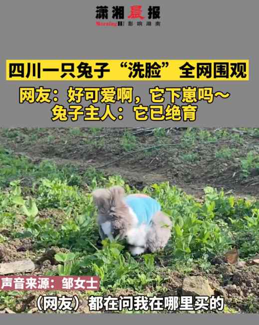 “好可爱它下崽吗？”四川一只兔子“洗脸”全网围观 主人：它已绝育