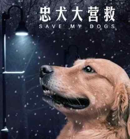 忠犬大营救 电影忠犬大营救评价怎么样 一场为了拯救狗狗展开的冒险