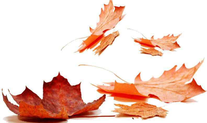 有关秋风的诗句 凉风有信，一叶知秋，这些关于秋天的绝美诗词，你知道多少？