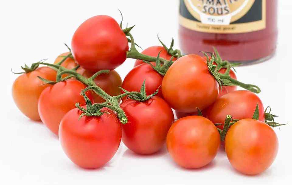 番茄的热量 大番茄、小番茄，哪个更营养？揭开西红柿的4个真相！