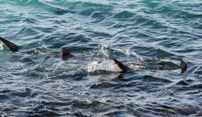 惠森迪 澳大利亚为追查咬人“真凶” 捕杀三头身长超2米虎鲨