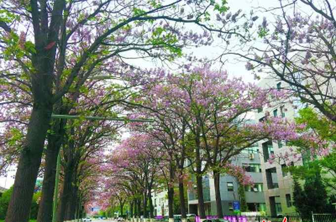 花香袭人 亦庄开发区宏达北路花香袭人 “梧桐大道”上春意盎然